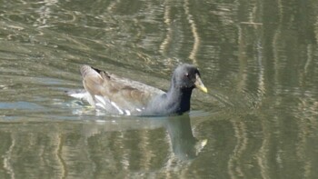 Common Moorhen 埼玉県さいたま市 Sat, 2/26/2022