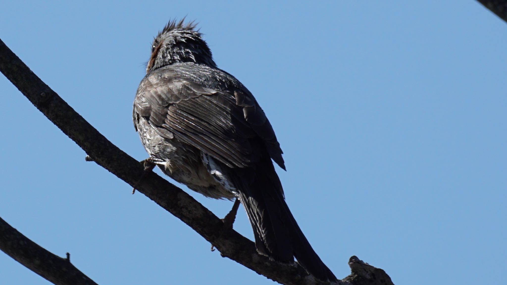 Photo of Brown-eared Bulbul at 埼玉県さいたま市 by ツピ太郎