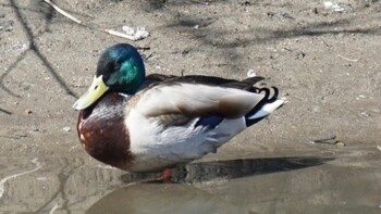 Mallard 埼玉県さいたま市 Sat, 2/26/2022