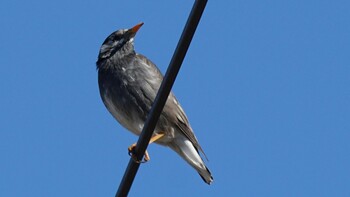 White-cheeked Starling 埼玉県さいたま市 Sat, 2/26/2022