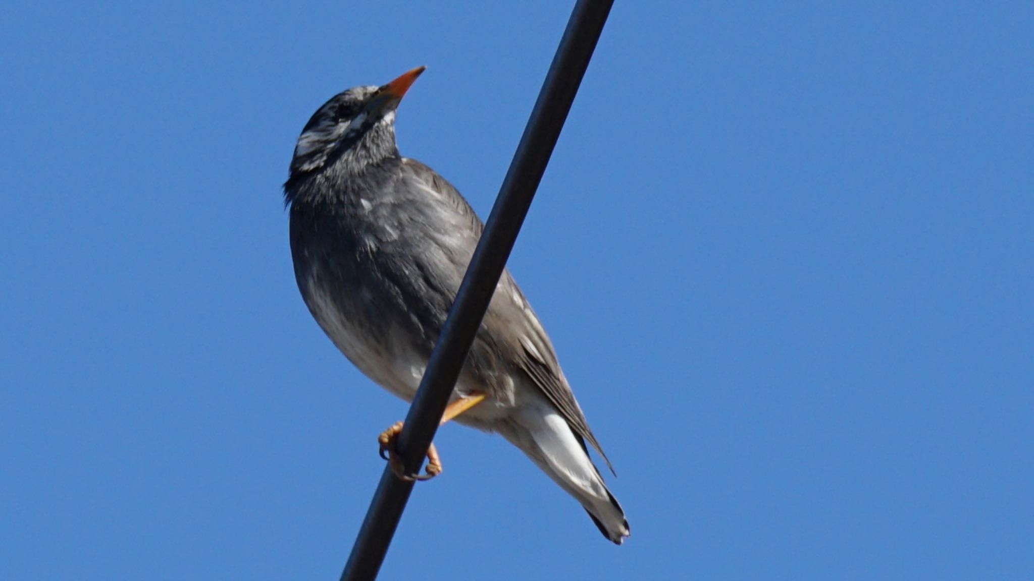 Photo of White-cheeked Starling at 埼玉県さいたま市 by ツピ太郎