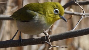 Warbling White-eye 埼玉県さいたま市 Sat, 2/26/2022