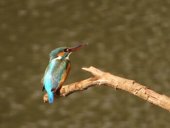 2022年2月26日(土) 四季の森公園(横浜市緑区)の野鳥観察記録