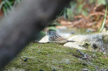 Masked Bunting 油山市民の森 Sat, 2/26/2022