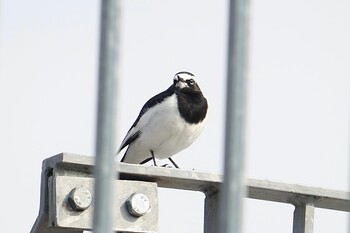 Japanese Wagtail 那珂川町南畑公園周辺 Sat, 2/26/2022