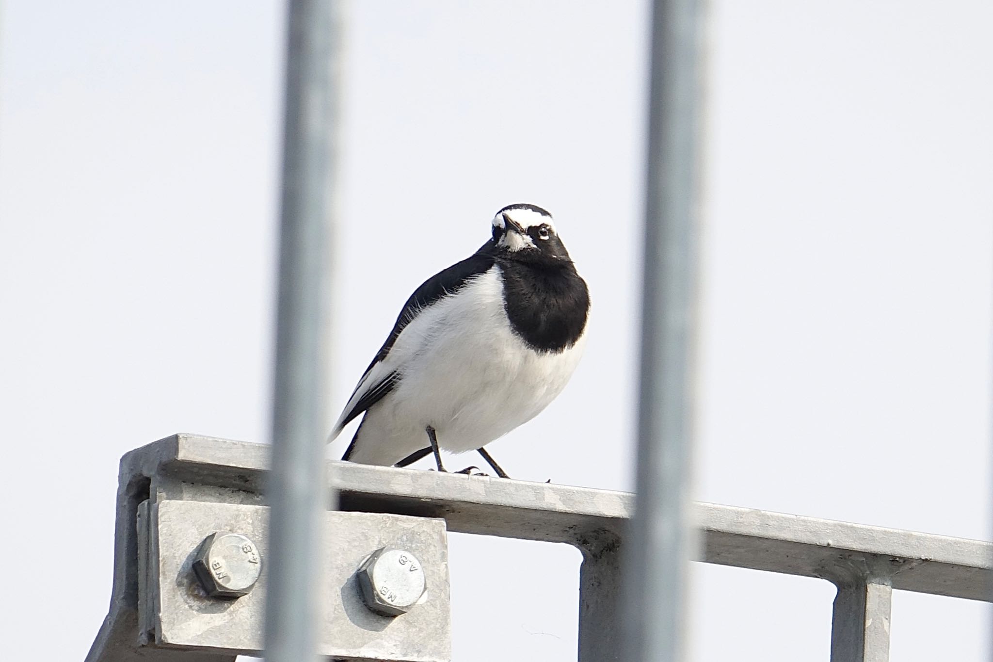 Photo of Japanese Wagtail at 那珂川町南畑公園周辺 by O S