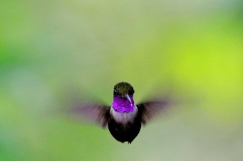 Purple-throated Woodstar Mindo(Ecuador) Fri, 9/15/2017