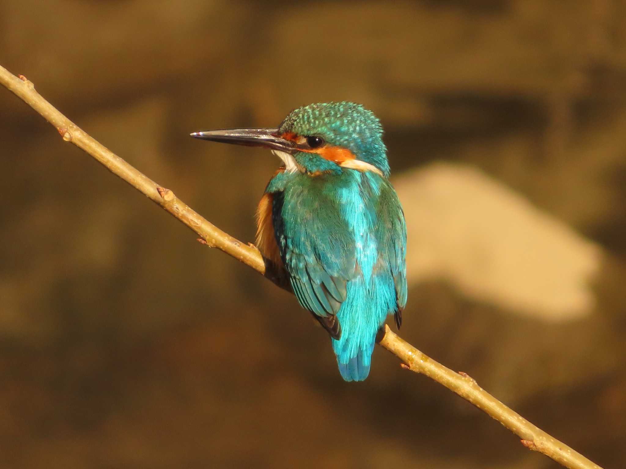 Photo of Common Kingfisher at 境川(境橋付近) by ゆ