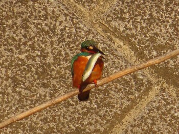 Sat, 2/26/2022 Birding report at 境川(境橋付近)