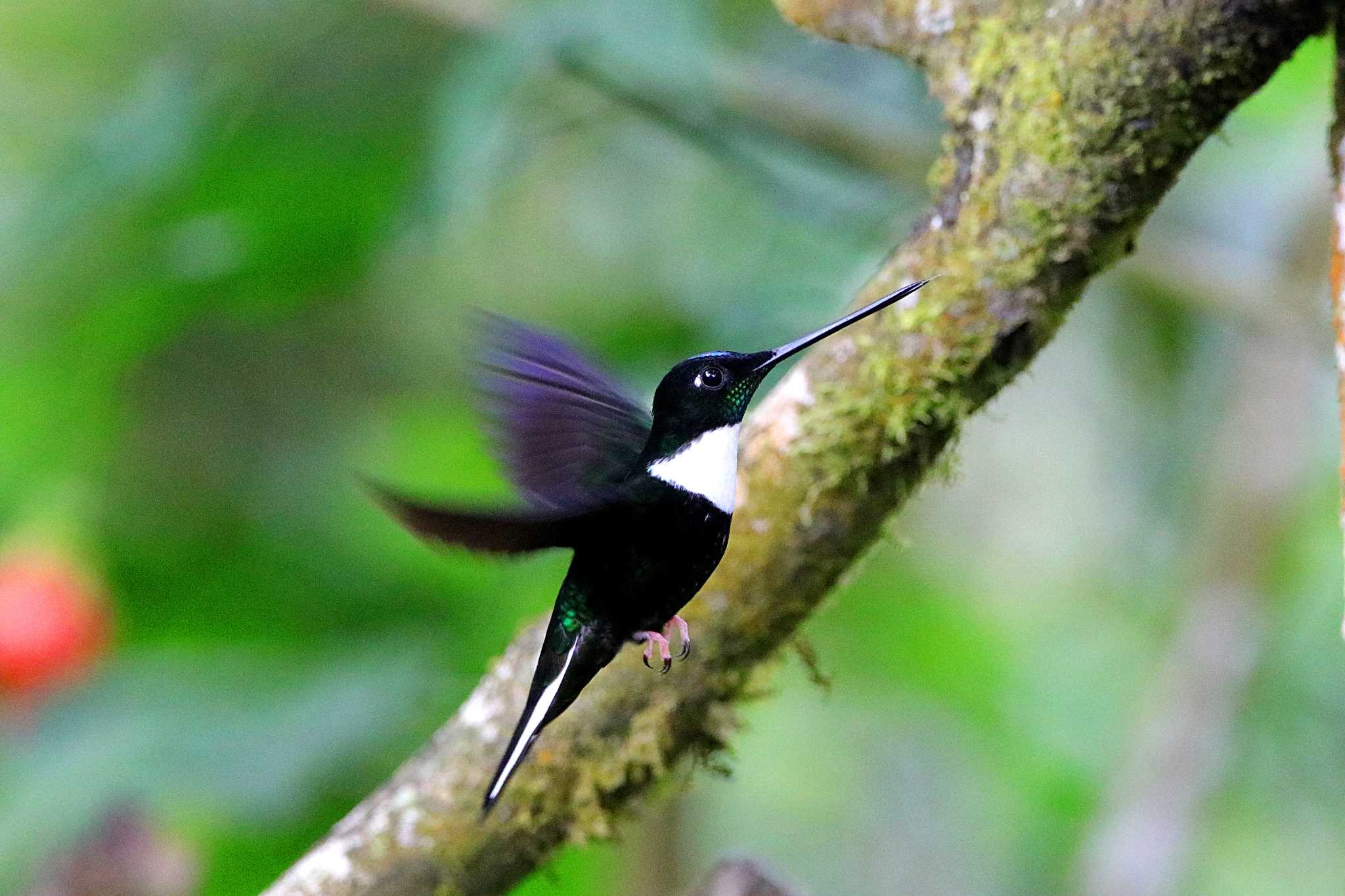 Mindo(Ecuador) シロエリインカハチドリの写真 by とみやん