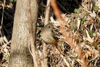 2022年2月26日(土) 舞岡公園の野鳥観察記録