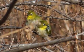 メジロ 芝川第一調節池(芝川貯水池) 2022年2月12日(土)