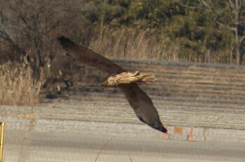 チュウヒ 渡良瀬遊水地 2022年2月5日(土)