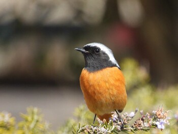 ジョウビタキ 滋賀県草津市 2022年2月26日(土)