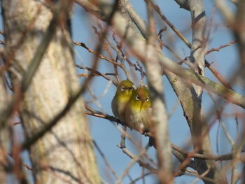 メジロ 滋賀県草津市 2022年2月26日(土)