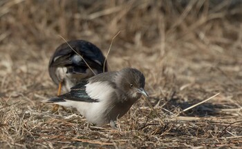 カラムクドリ 兵庫県 2022年2月22日(火)