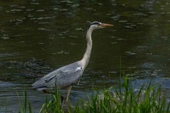 アオサギ あいの里公園 2021年6月8日(火)