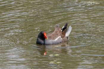 バン あいの里公園 2021年6月8日(火)