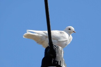 カワラバト 平塚田んぼ 2022年2月26日(土)