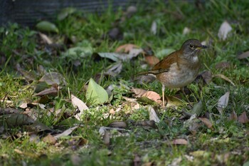 2022年2月26日(土) 旭公園の野鳥観察記録