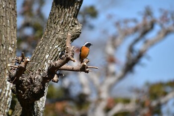 ジョウビタキ 旭公園 2022年2月26日(土)