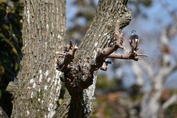 ジョウビタキ 旭公園 2022年2月26日(土)