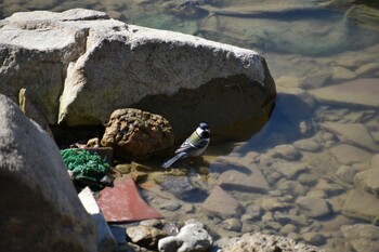 シジュウカラ 旭公園 2022年2月26日(土)