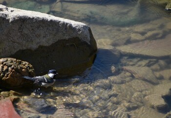 シジュウカラ 旭公園 2022年2月26日(土)