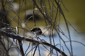 シジュウカラ 旭公園 2022年2月26日(土)