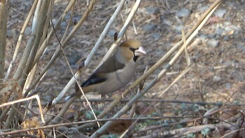 2022年2月26日(土) 南部丘陵公園の野鳥観察記録