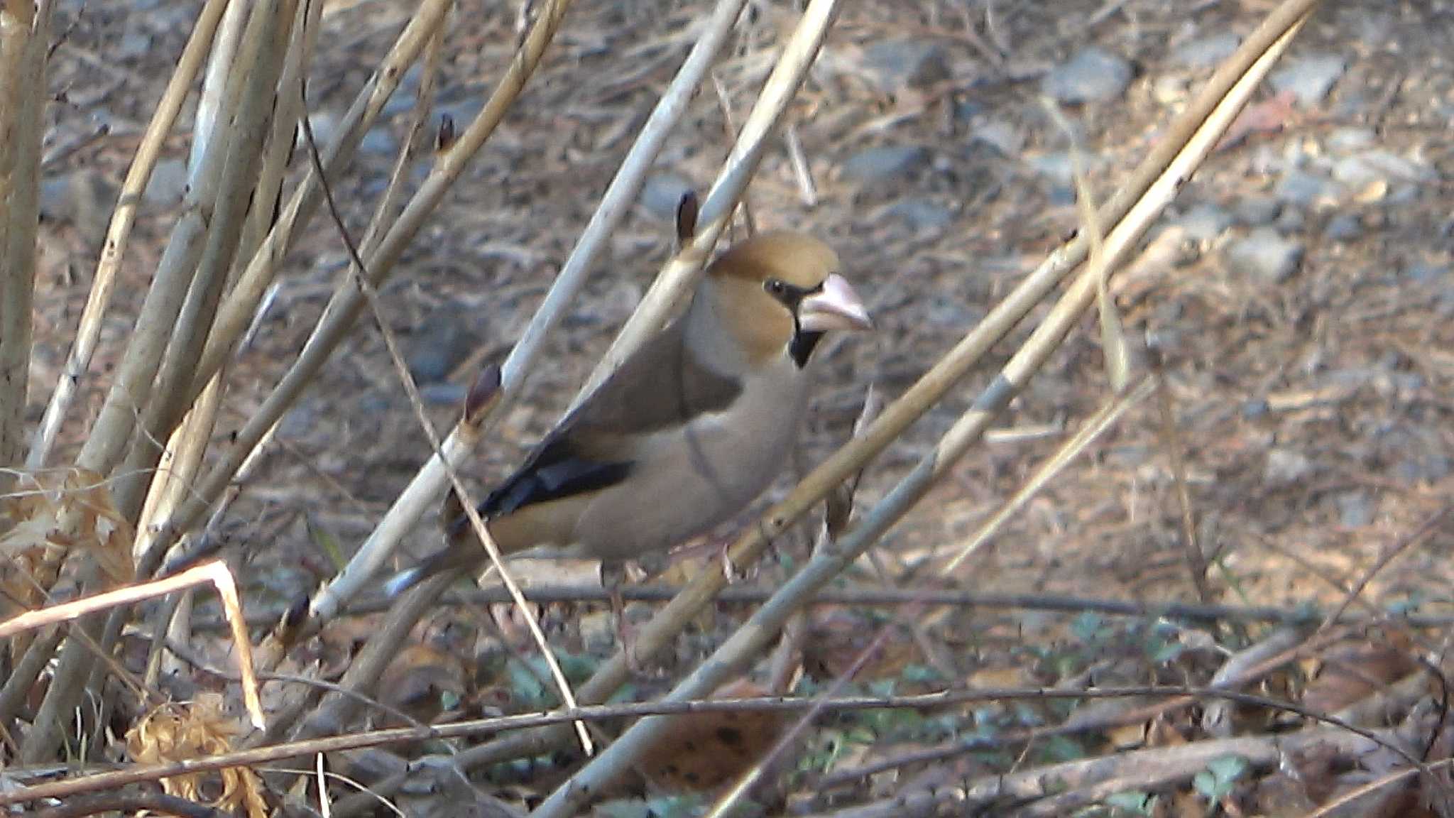 Hawfinch