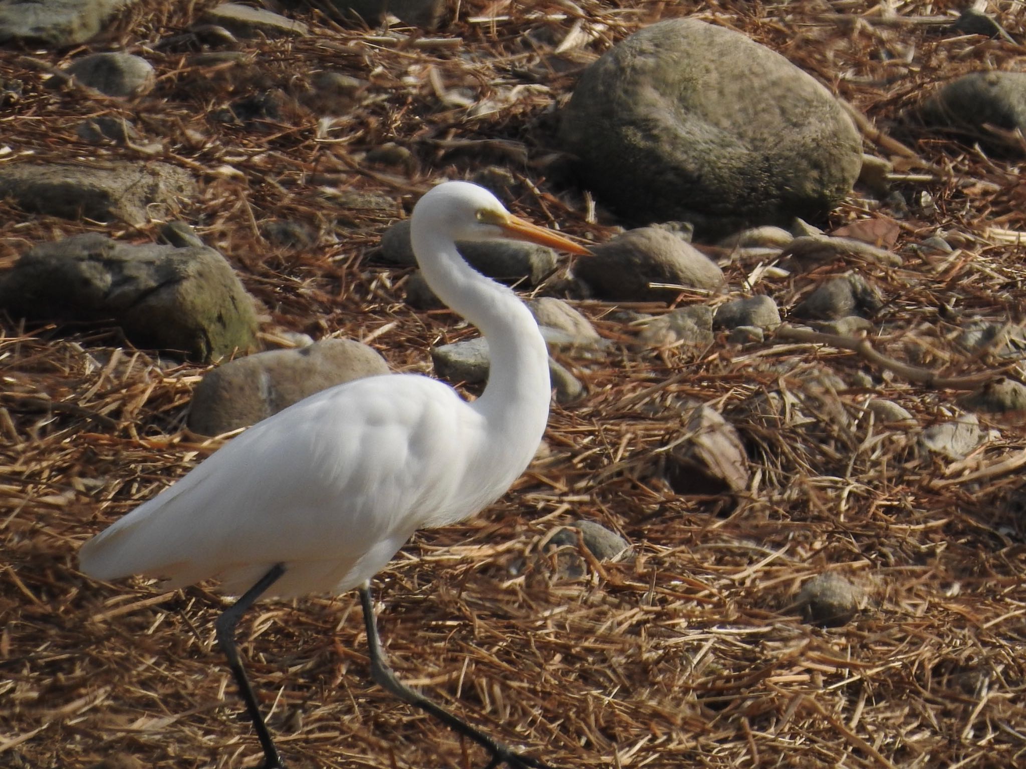 Photo of Medium Egret at Koyaike Park by 🐟