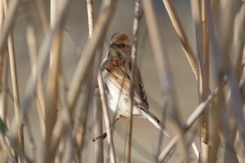 2022年2月26日(土) 多摩川二ヶ領宿河原堰の野鳥観察記録