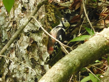 White-backed Woodpecker Hinohara Tomin no mori Unknown Date