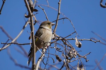 Grey-capped Greenfinch 羽村堰 Wed, 2/23/2022