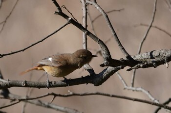 Daurian Redstart 羽村堰 Wed, 2/23/2022