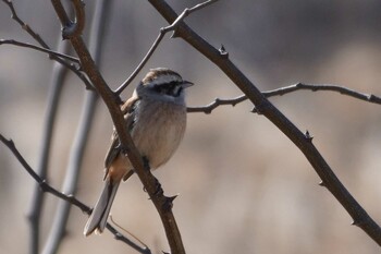 Meadow Bunting 羽村堰 Wed, 2/23/2022