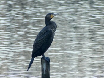 カワウ 泉の森公園 2022年2月26日(土)