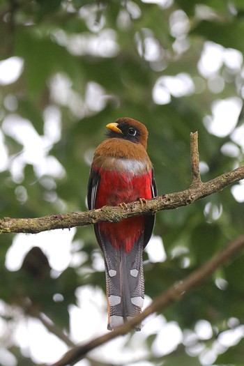 Masked Trogon