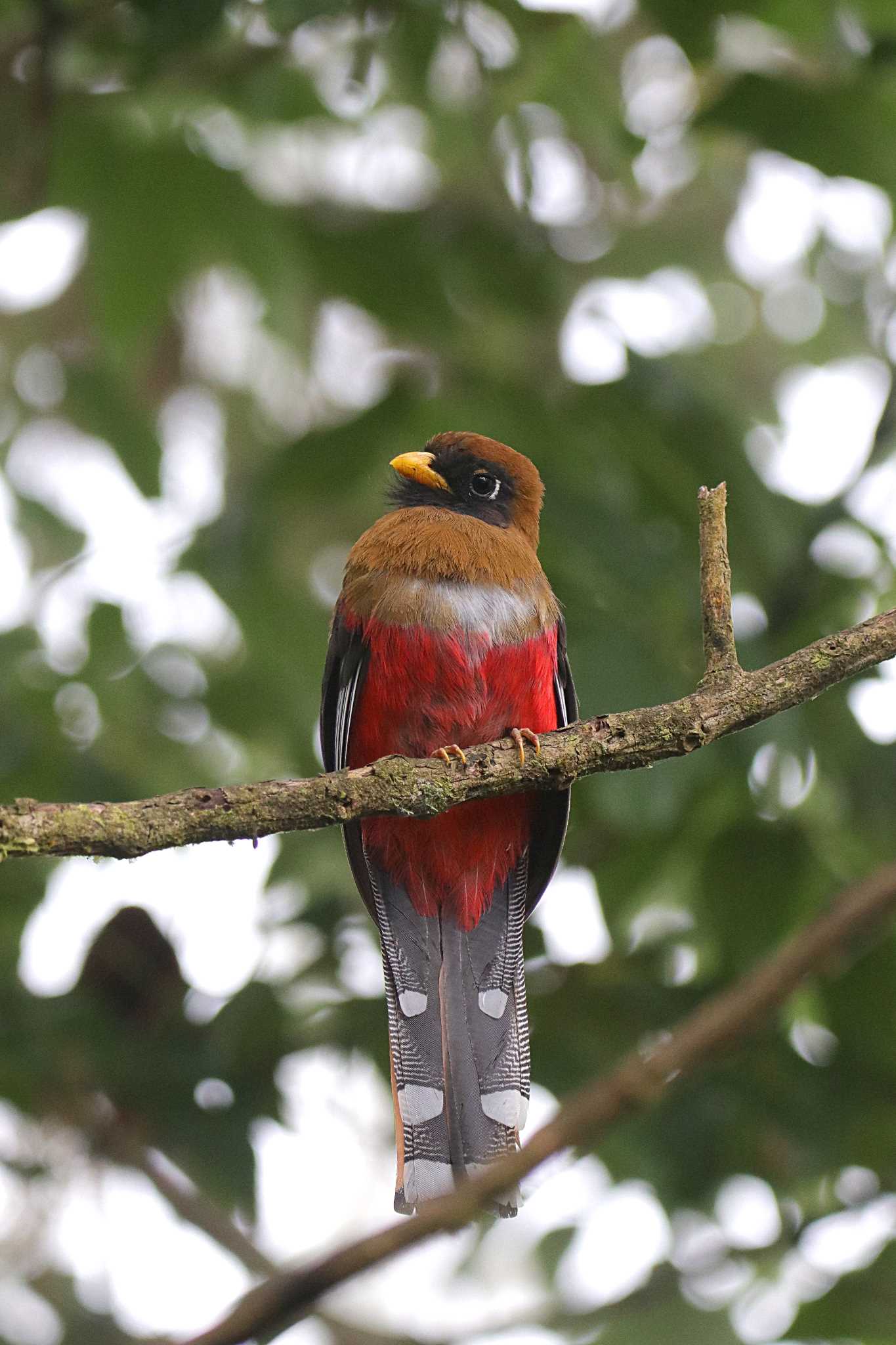 Mindo(Ecuador) カオグロキヌバネドリの写真