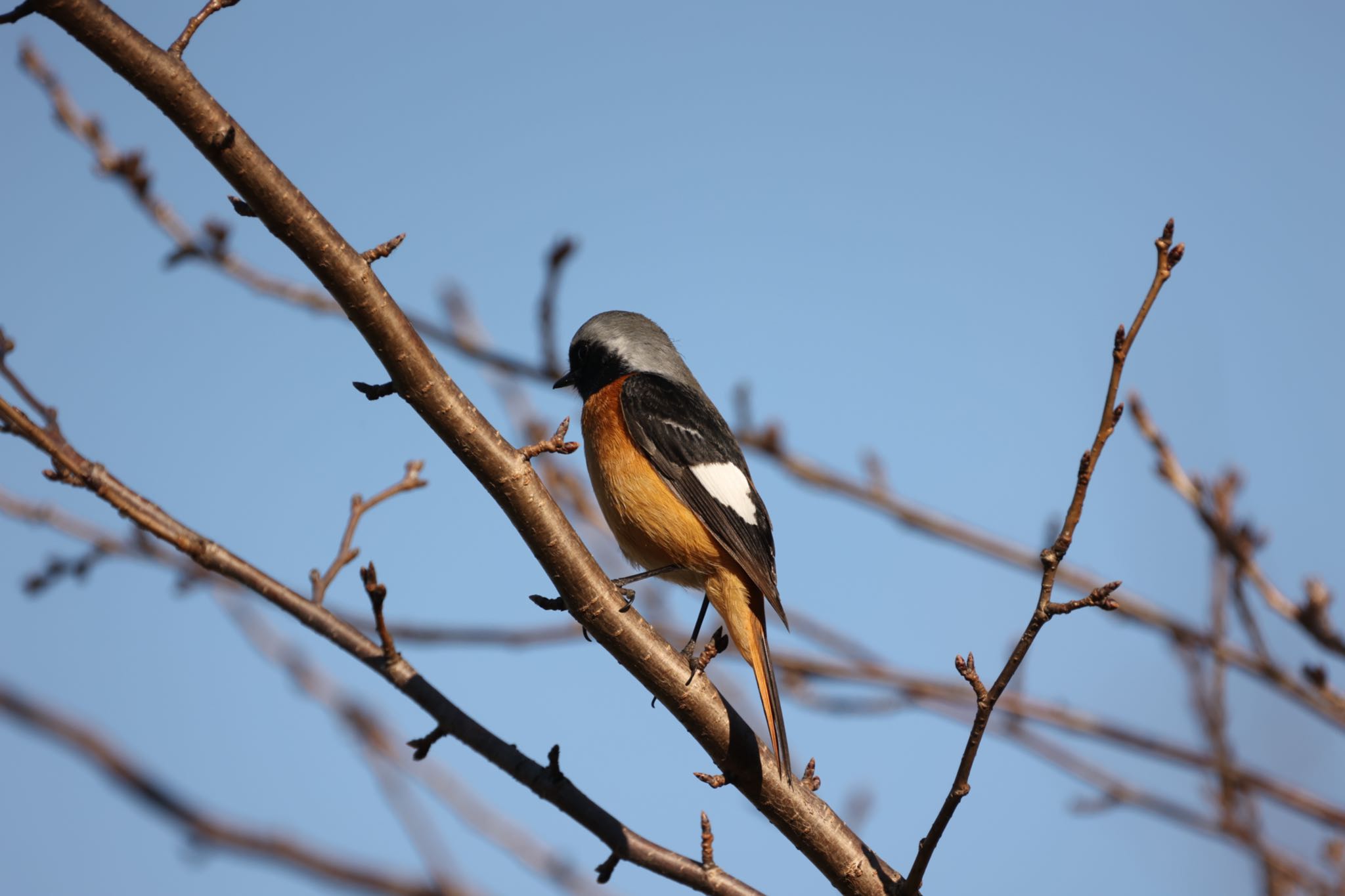 Photo of Daurian Redstart at 川崎 by Naosuke