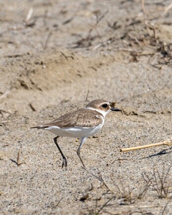 Kentish Plover 久慈川河口 Sat, 2/26/2022