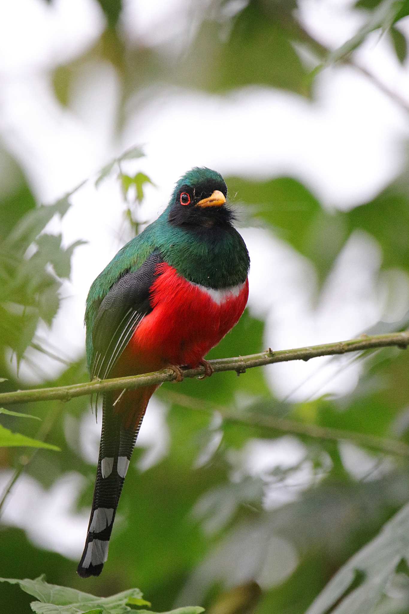 Mindo(Ecuador) カオグロキヌバネドリの写真