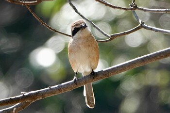 2022年2月26日(土) 東京都の野鳥観察記録