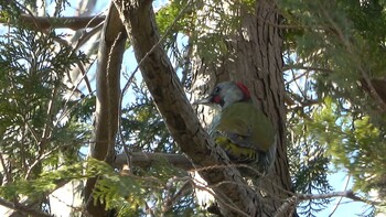 Japanese Green Woodpecker 五十鈴公園 Wed, 2/23/2022