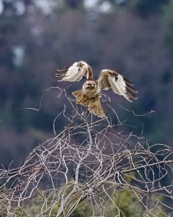 Eastern Buzzard 涸沼 Sat, 2/19/2022