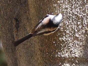 Long-tailed Tit 秋ヶ瀬公園(野鳥の森) Sat, 2/26/2022