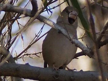 2022年2月26日(土) 秋ヶ瀬公園(野鳥の森)の野鳥観察記録