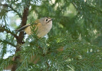 Sat, 2/26/2022 Birding report at 南アルプス邑野鳥公園