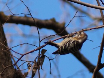 コゲラ 秋ヶ瀬公園(野鳥の森) 2022年2月26日(土)